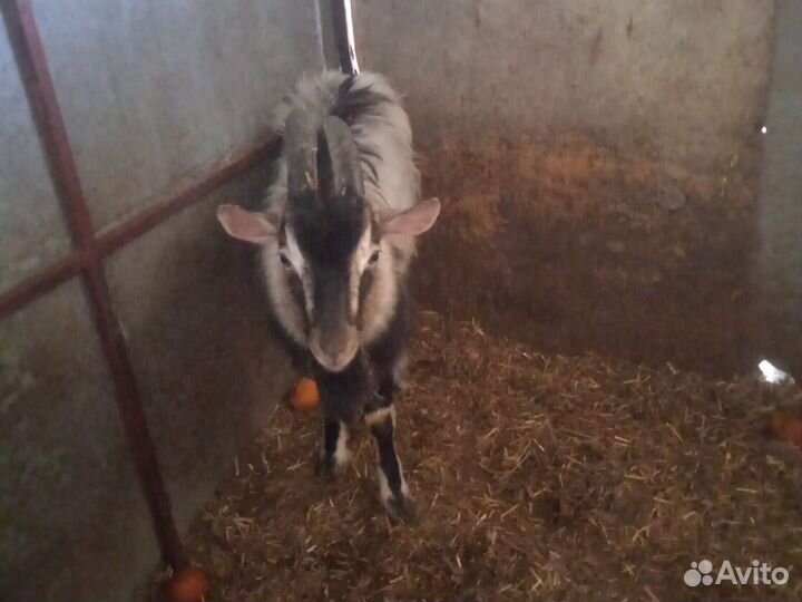 Козлик и козочки