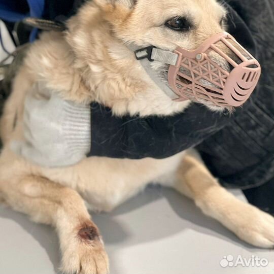 Балта может остаться без лапы