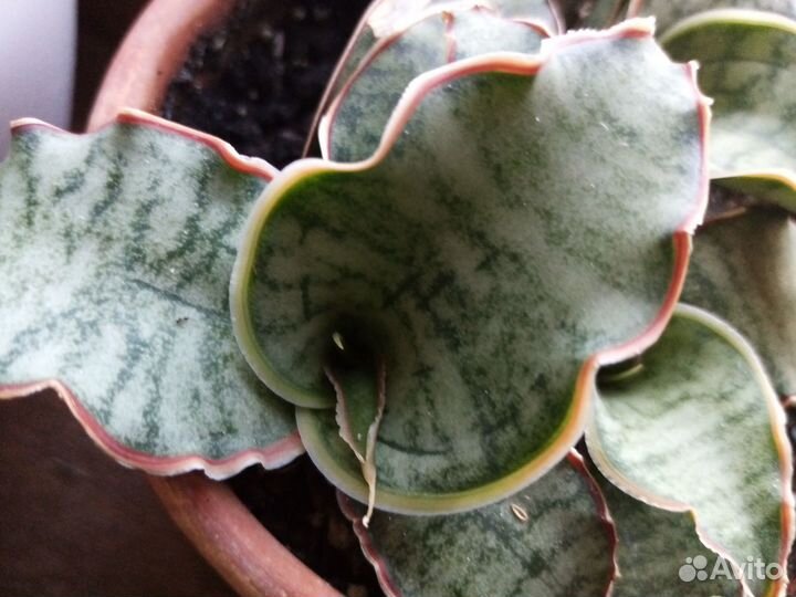 Суккуленты 3