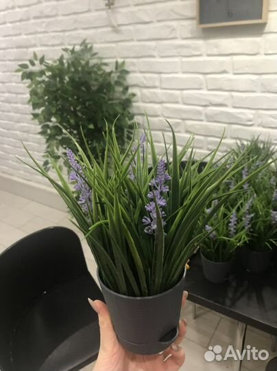 Осока искуственная