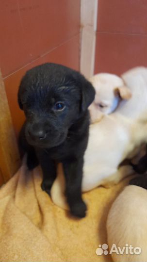 Щенки лабрадора