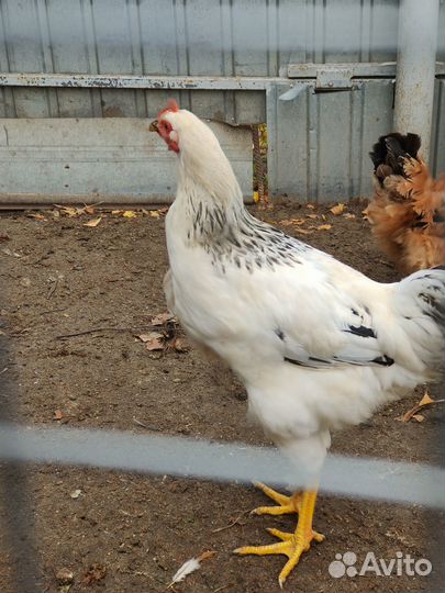 Продаю молодых петухов