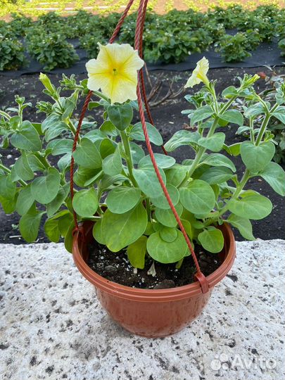 Петунии ампельные в кашпо