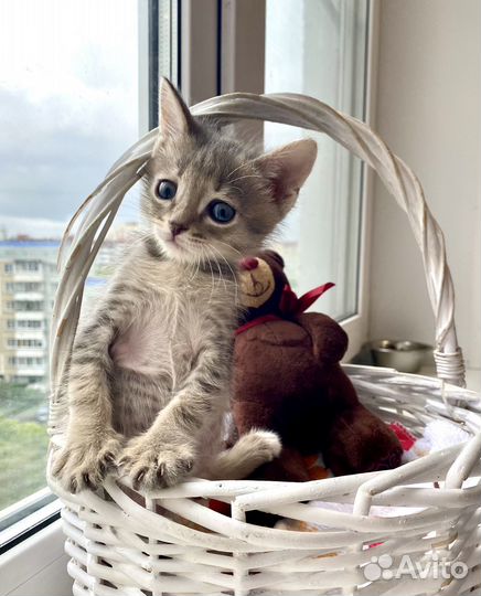 Котята