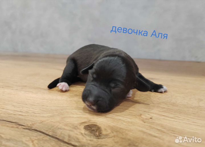 Щенки джек Рассел терьер гладкошерстный
