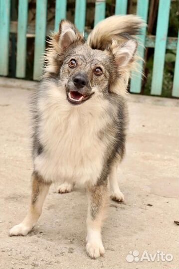 Маленькая собачка Нюша (7кг/2г) в заботливые руки