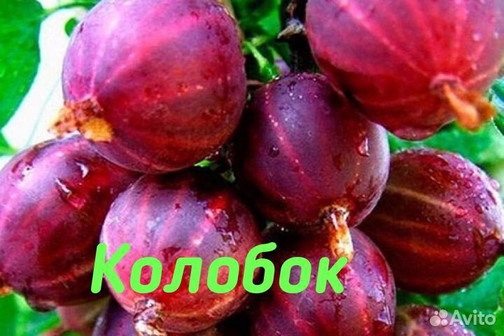 Крыжовник