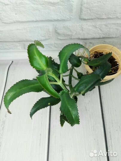 Бегония amphioxus, каланхоэ дегремона