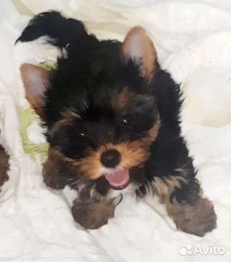 Йорик супер мини