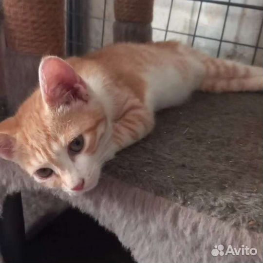 Кошка в дар бесплатно