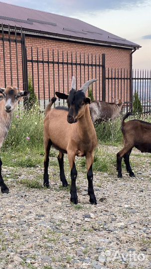 Козел альпийский