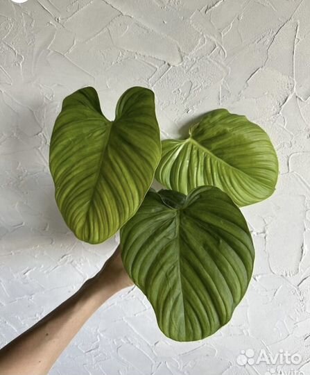 Филодендрон фаззи петиоле