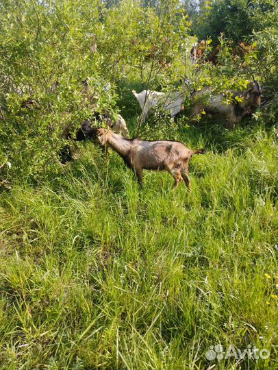 Овцы бараны и коза дойная и козёл