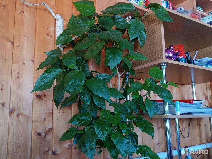 Китайская роза или гибискус