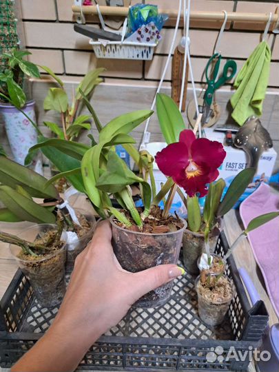 Орхидеи катлеи