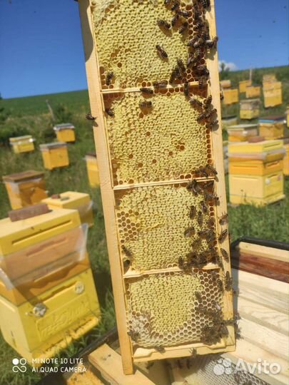 Пыльца свежая 2024 г., Мед гречишный 2023 года