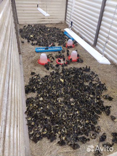 Дикие утки подсадные