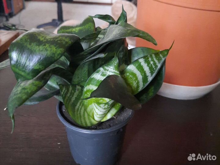 Сансевиерия Хана