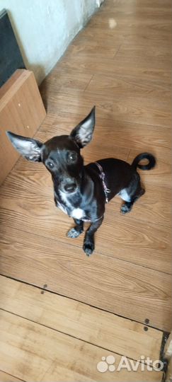 Отдам в добрые руки маленькую собаку