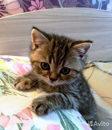 Британские котята
