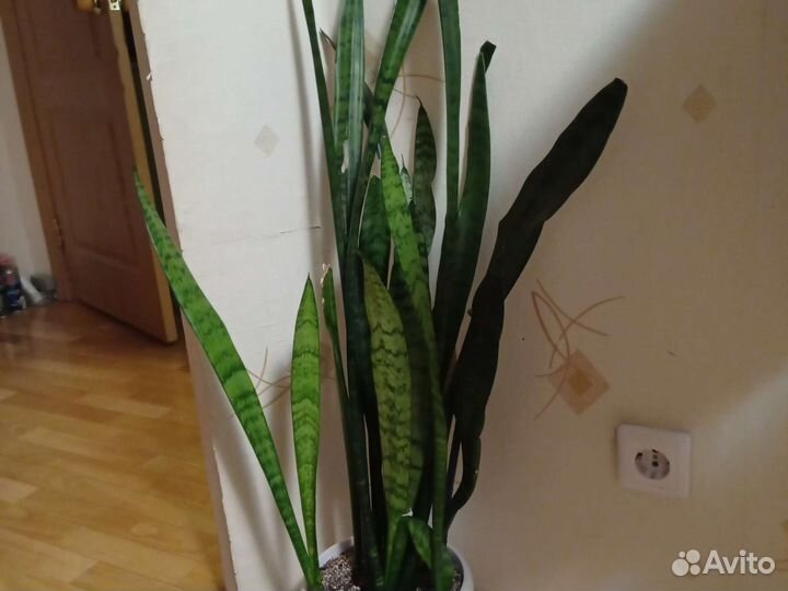 Сансевиерия