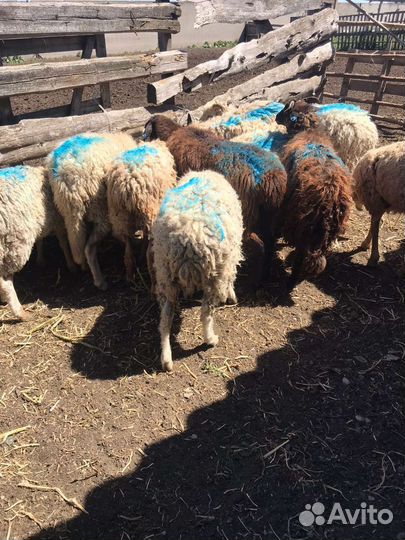 Барашки, овцы
