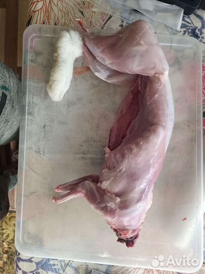 Мясо кролика