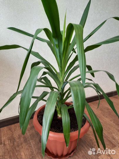 Пальма пандаус