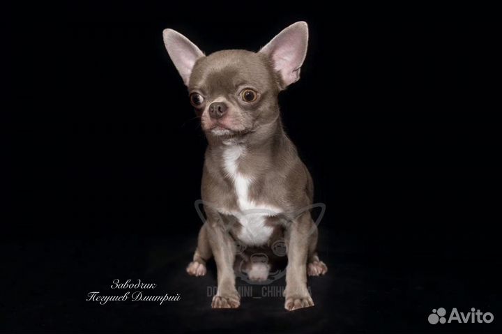 Мальчик чихуахуа. Вязка. РКФ