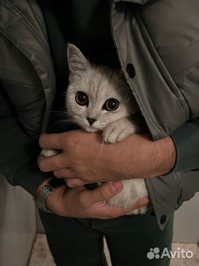 Серебристый британец