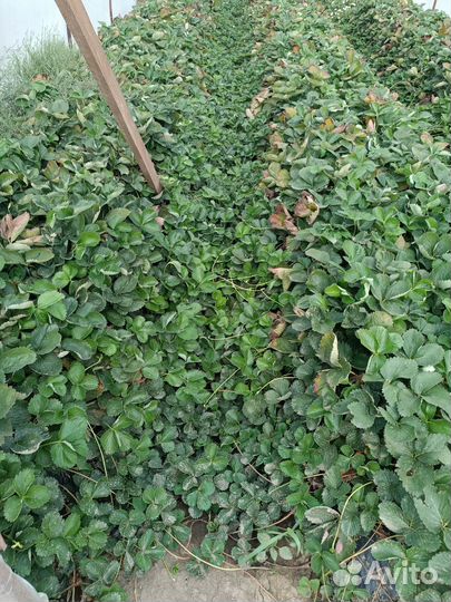 Рассада клубники