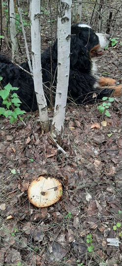 Участок 23 сот. (ИЖС)