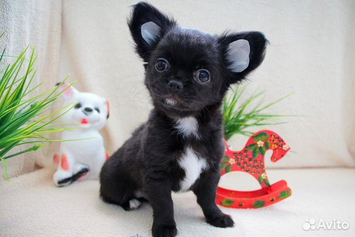 Щенок чихуахуа мальчик
