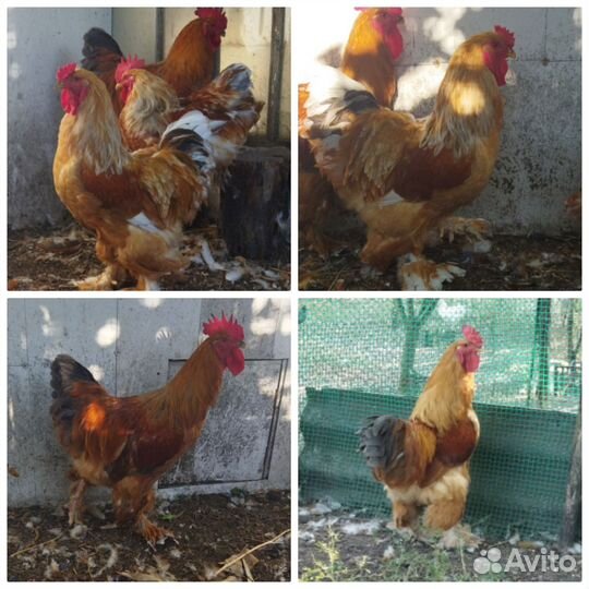 Петухи Брама