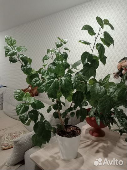 Гибискус 90см вместе с горшком