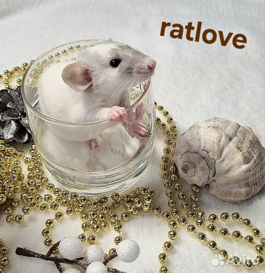 Крысята малыши мальчишки