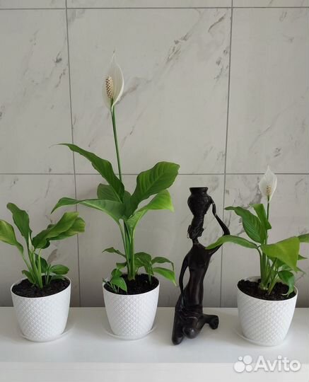 Комнатное декоративное растение спатифиллум