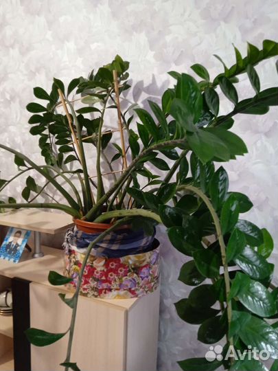 Взрослые цветы для дома и офиса