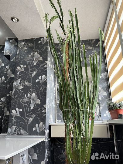 Молочай треугольный