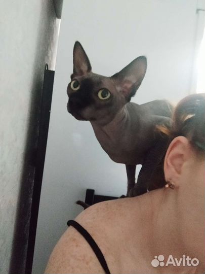 Кот ищет подругу)