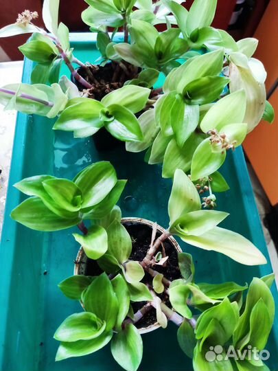 Комнатные цветы