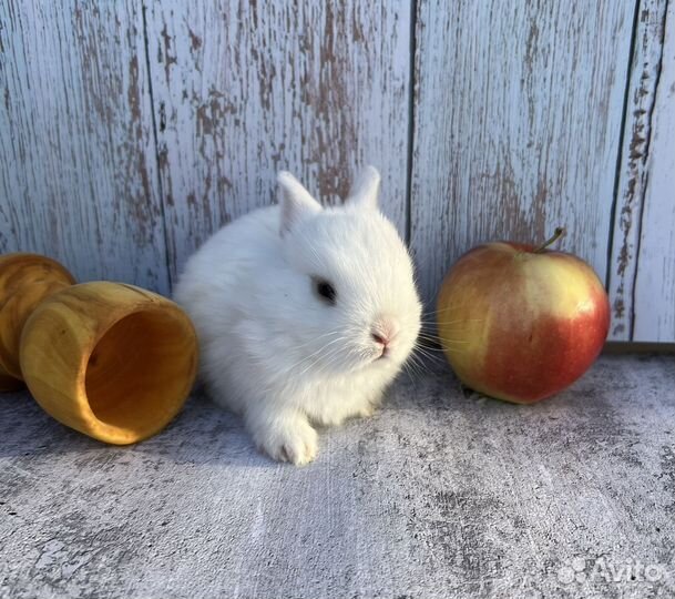 Декоративные крольчата, карликовые малыши минор