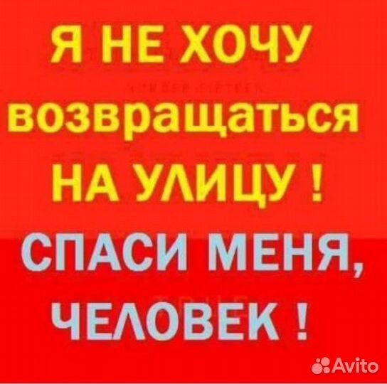 Собака в добрые руки