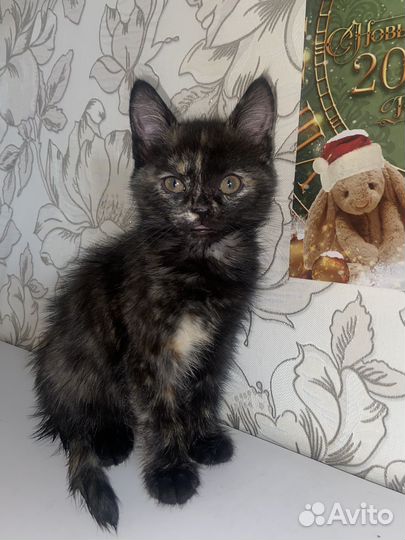 Котята в добрые руки приучены к лотку