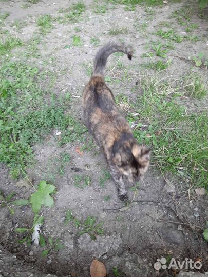 Красивая трехцветная кошка ищет дом