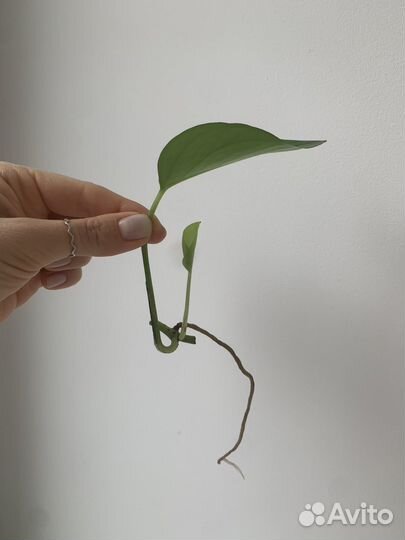 Эпипремнум