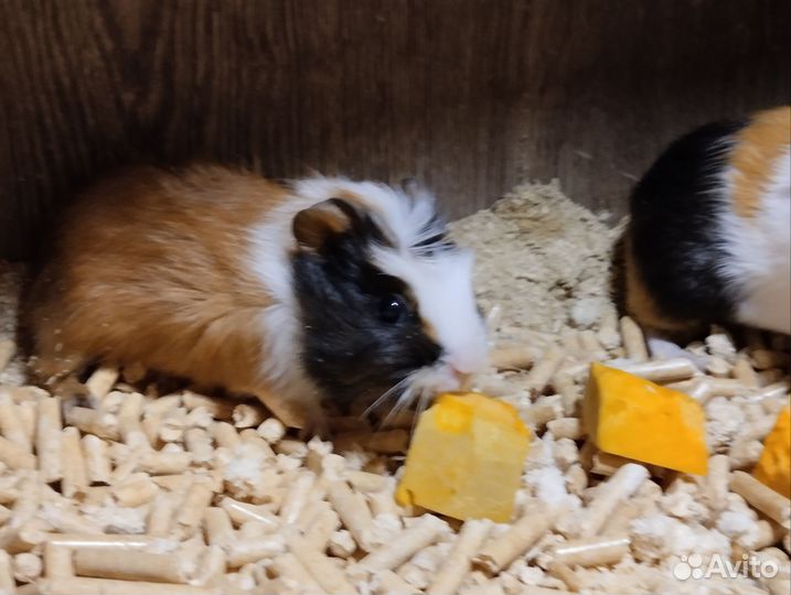 Морская свинка