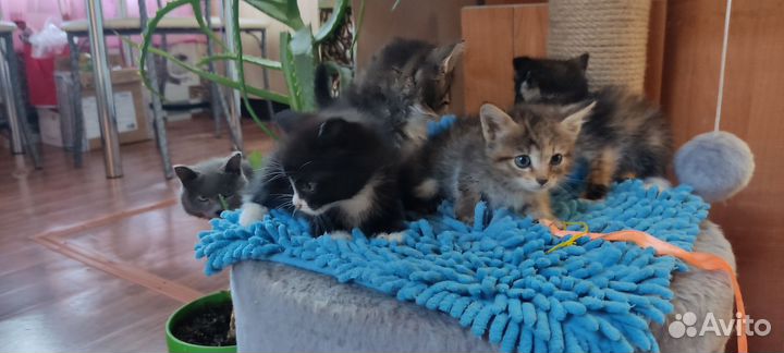 Бесплатно в добрые руки