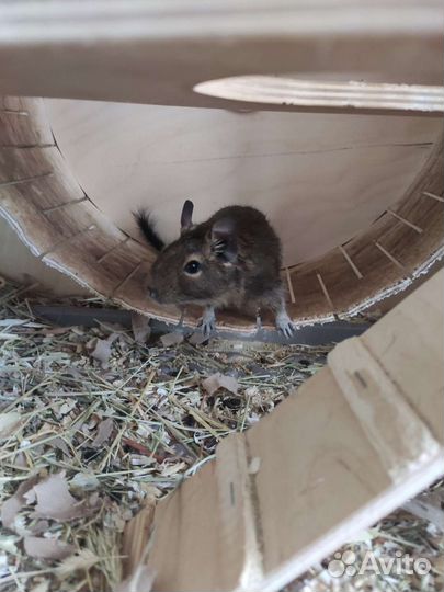 Дегу с клеткой и со всем