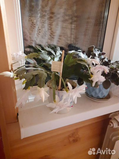 Декабрист белый